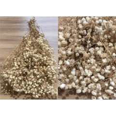 Şoklanmış Cipso 1.kalite Krem Cipso 50gr