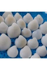 Deniz Kabuğu Teraryum Küçük 1,5 - 2,5 cm Beyaz 50 Adet Süsleme