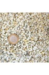 100 Adet Natural Minik Deniz Kabukları Nassa Shell