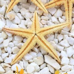 Gerçek Deniz Yıldızı 6-9 cm Kurutulmuş 10 Adet