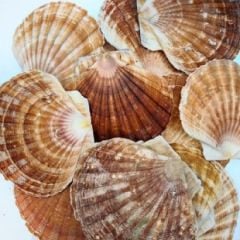 Gerçek Deniz Kabuğu Pecten Mascarensis 1 Kg